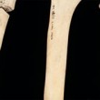 Osteoarchaeology Osteoarchaeology