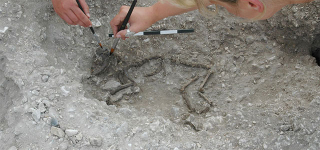 'Poodle' burial and Britain's first Iron Age olive