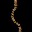 ichard's twisted spine. Copyright University of Leicester