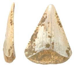 Great White Shark tooth